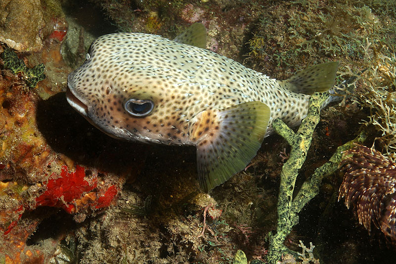 Réserve Cousteau