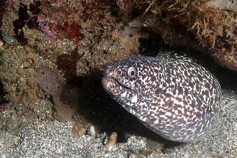 Réserve Cousteau