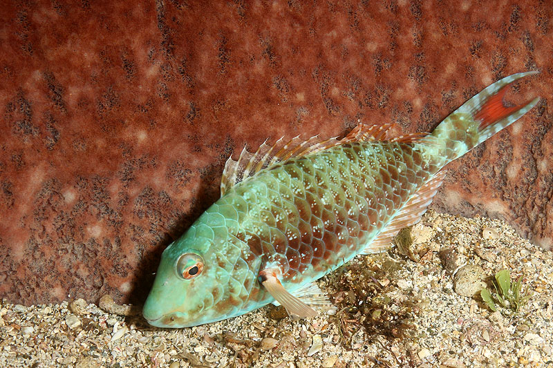 Réserve Cousteau