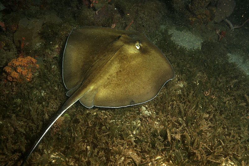 Réserve Cousteau