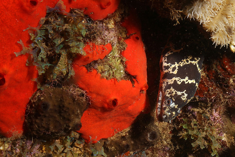 Réserve Cousteau