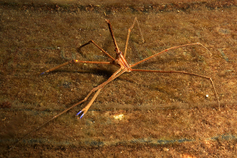 Réserve Cousteau