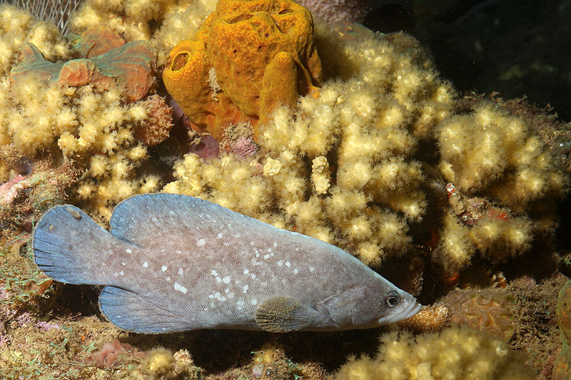Réserve Cousteau