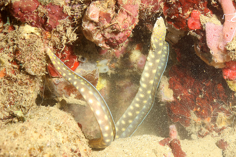 Réserve Cousteau