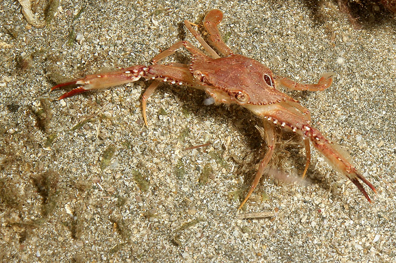 Réserve Cousteau