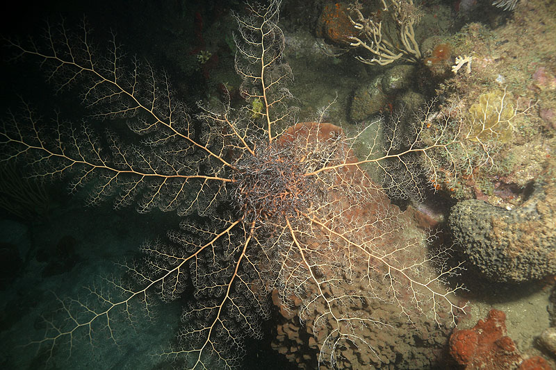 Réserve Cousteau