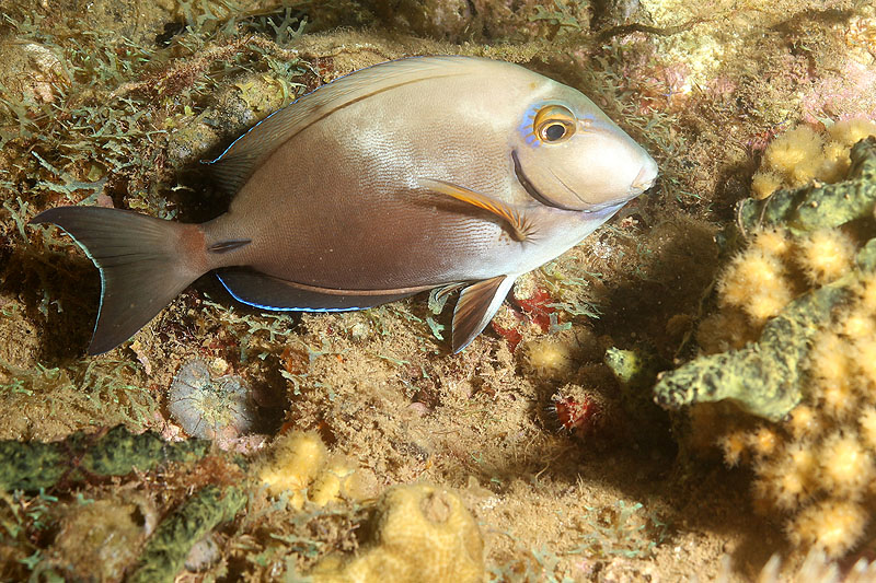 Réserve Cousteau