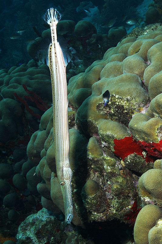 Réserve Cousteau
