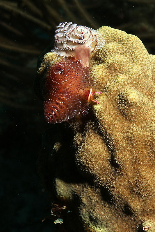 Réserve Cousteau
