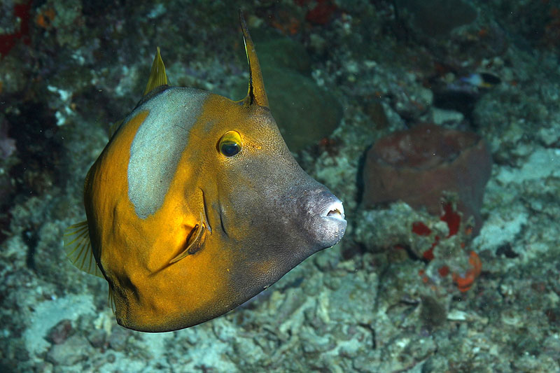 Réserve Cousteau