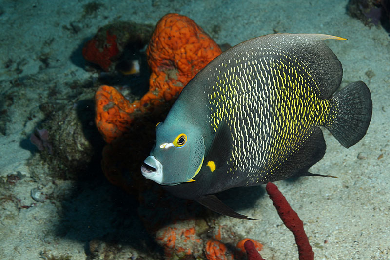 Réserve Cousteau