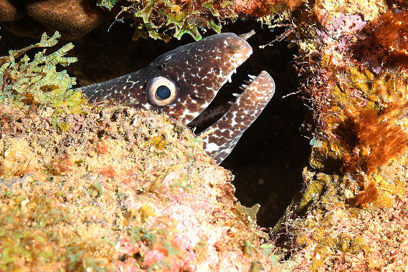 Réserve Cousteau