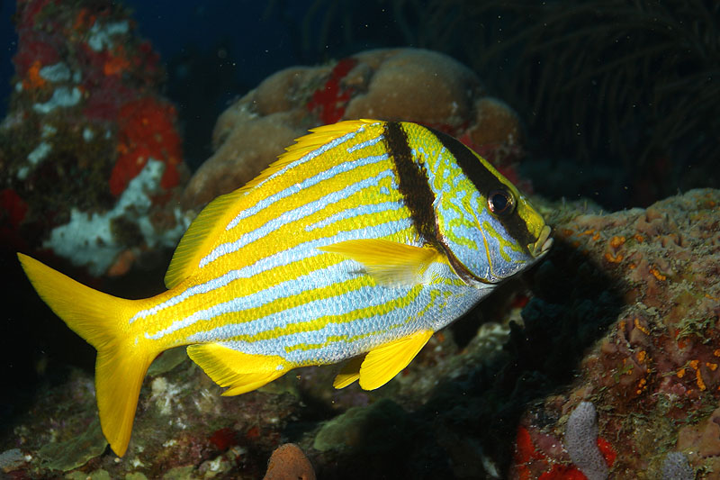 Réserve Cousteau