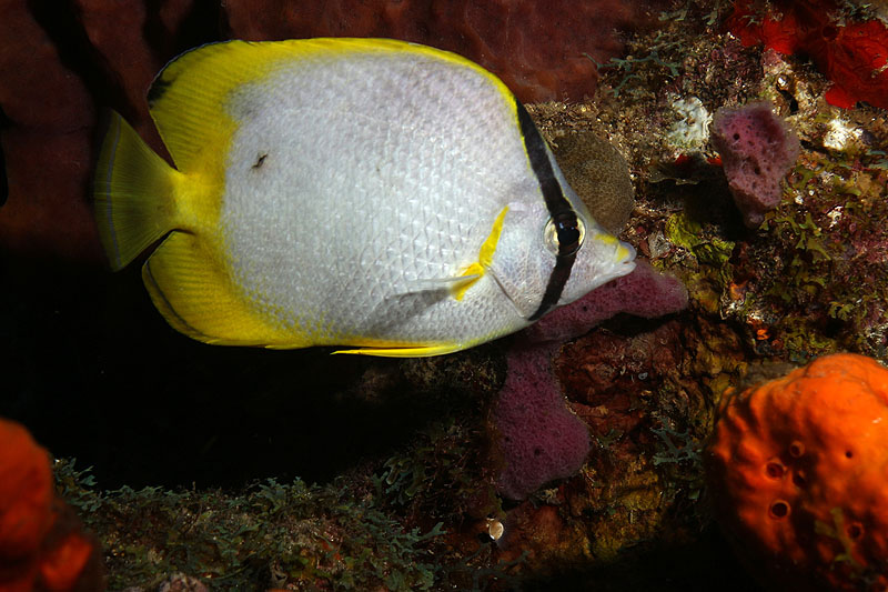 Réserve Cousteau