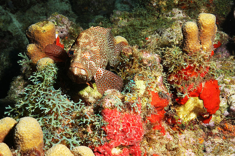Réserve Cousteau