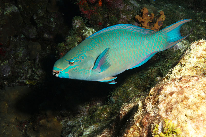 Réserve Cousteau