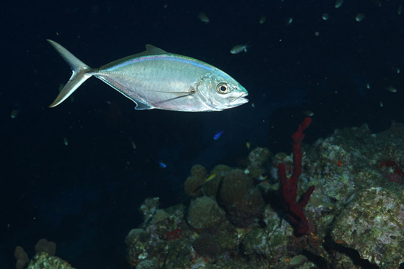 Réserve Cousteau