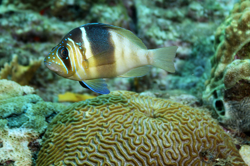 Réserve Cousteau