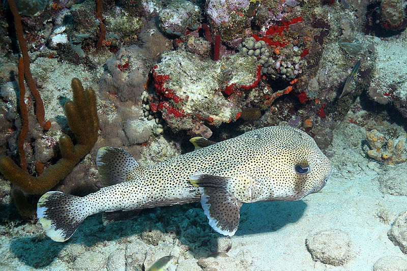 Réserve Cousteau