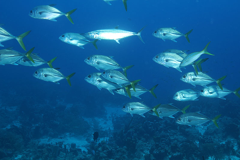 Réserve Cousteau