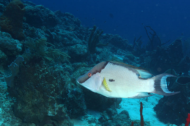 Réserve Cousteau