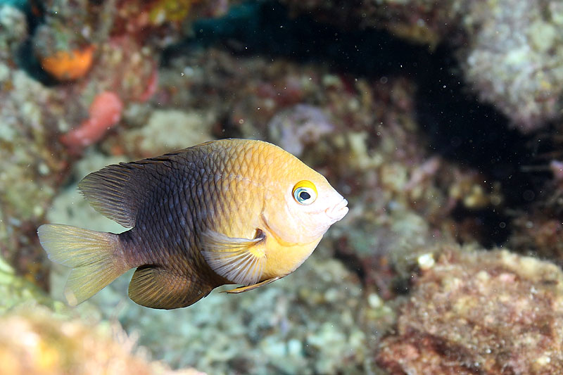Réserve Cousteau