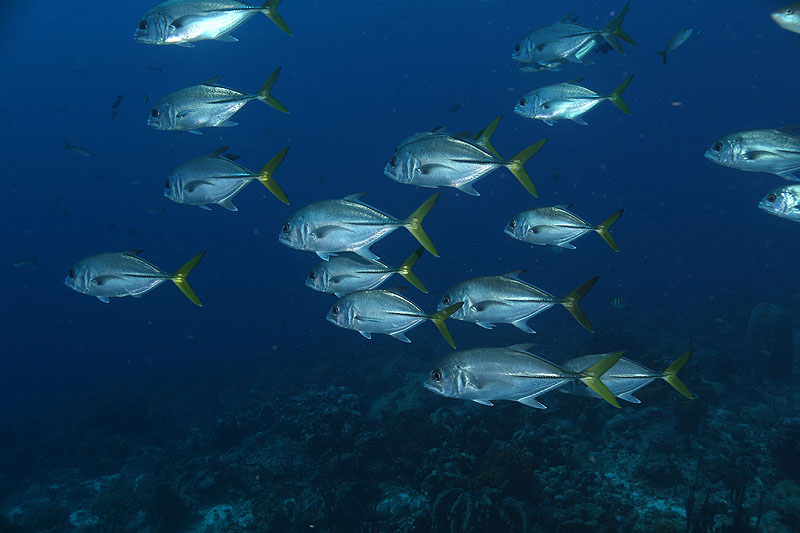 Réserve Cousteau