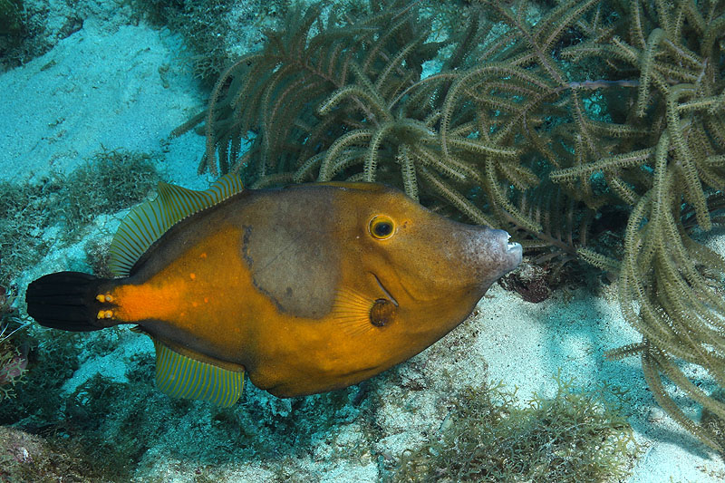 Réserve Cousteau