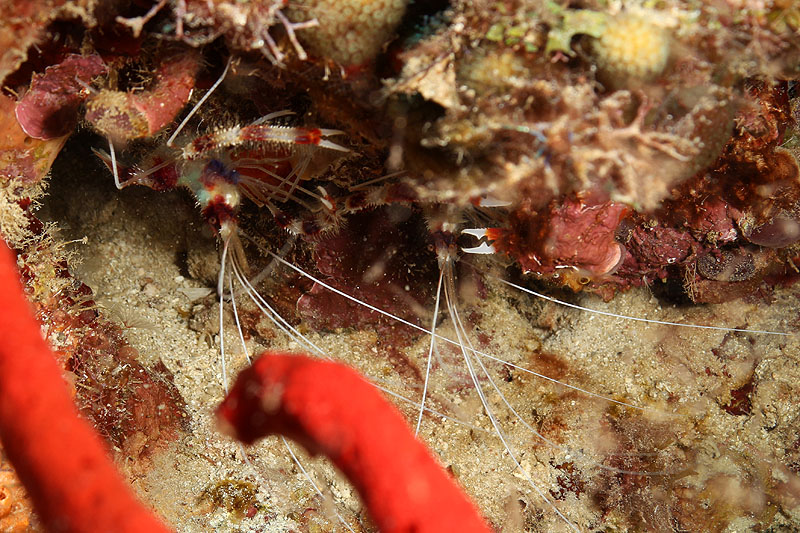 Réserve Cousteau
