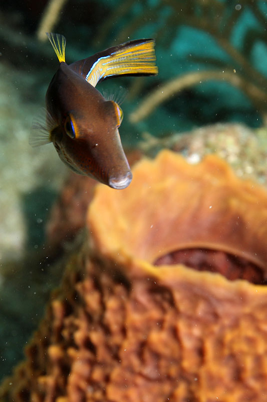 Réserve Cousteau