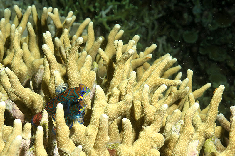 Environs de Moalboal
