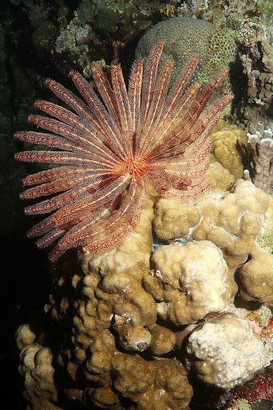 Environs de Moalboal