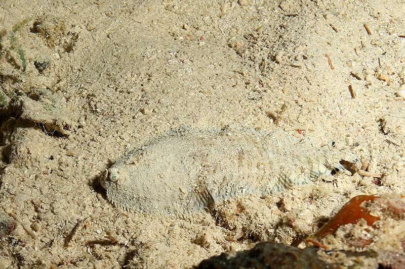 Environs de Moalboal