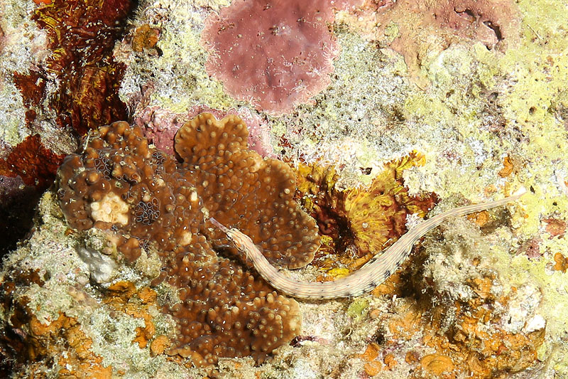 Environs de Moalboal