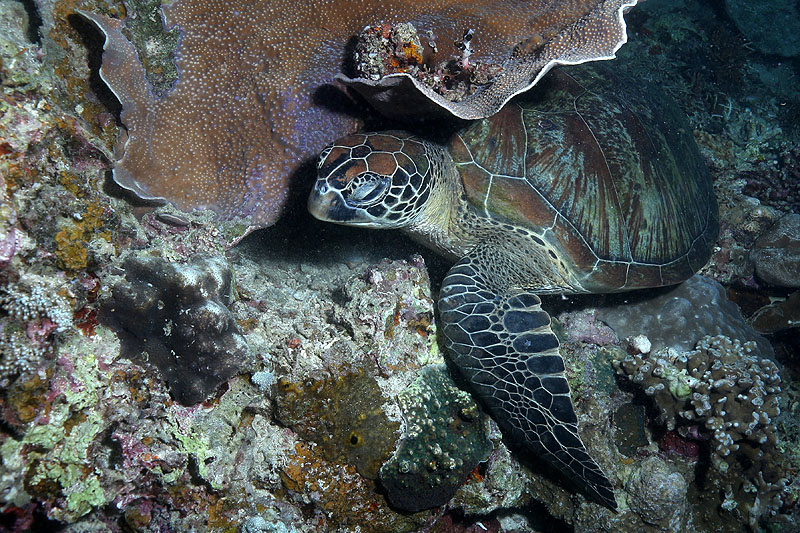 Environs de Moalboal