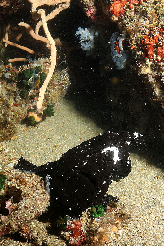 [q]Apo Island[q]