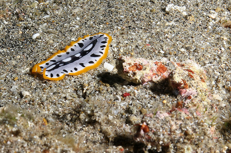 [q]Apo Island[q]
