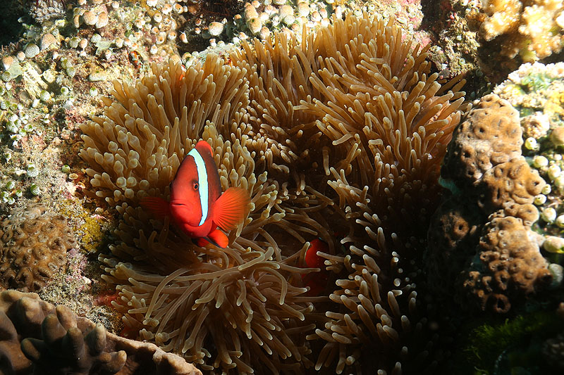 [q]Apo Island[q]