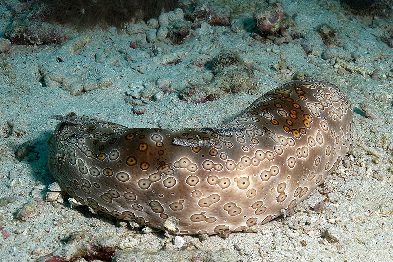 [q]Apo Island[q]