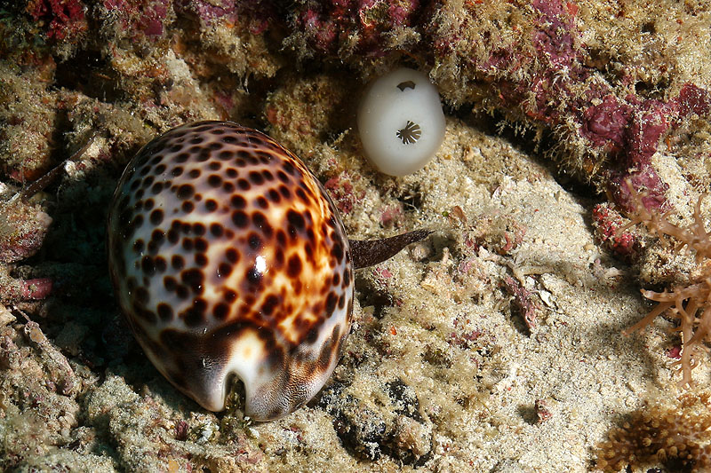 [q]Apo Island[q]