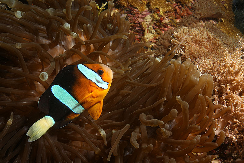 [q]Apo Island[q]