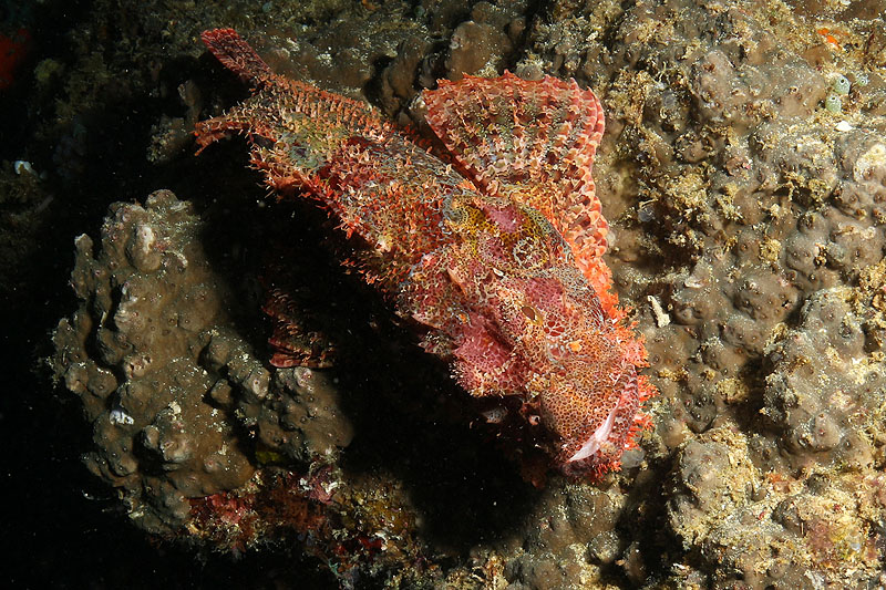 [q]Apo Island[q]