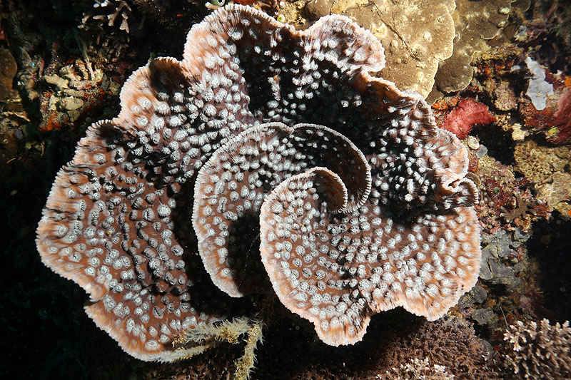 [q]Apo Island[q]