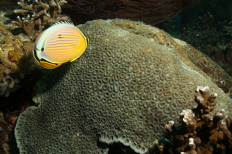 [q]Apo Island[q]