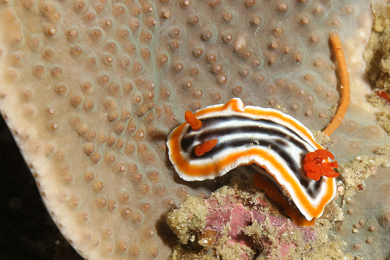 [q]Apo Island[q]