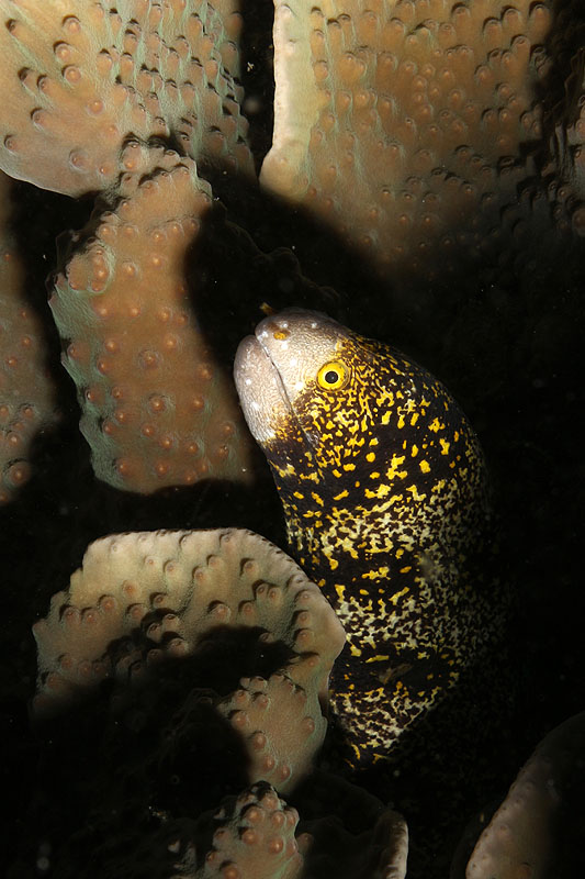 [q]Apo Island[q]