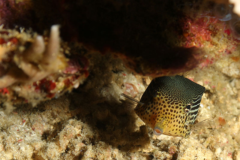 [q]Apo Island[q]
