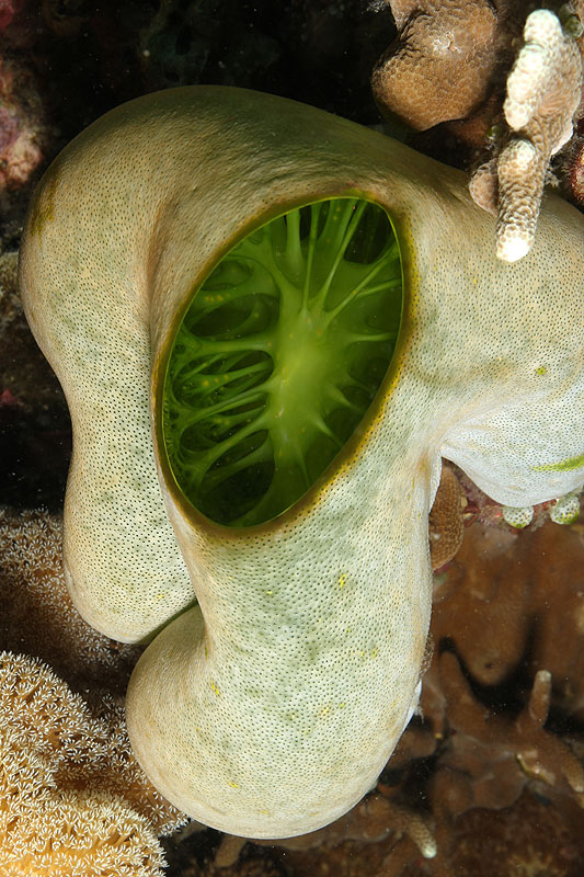 [q]Apo Island[q]