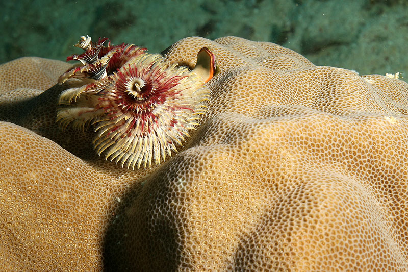 [q]Apo Island[q]