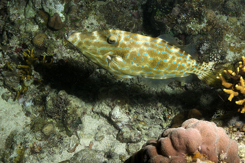 [q]Siquijor Island[q]